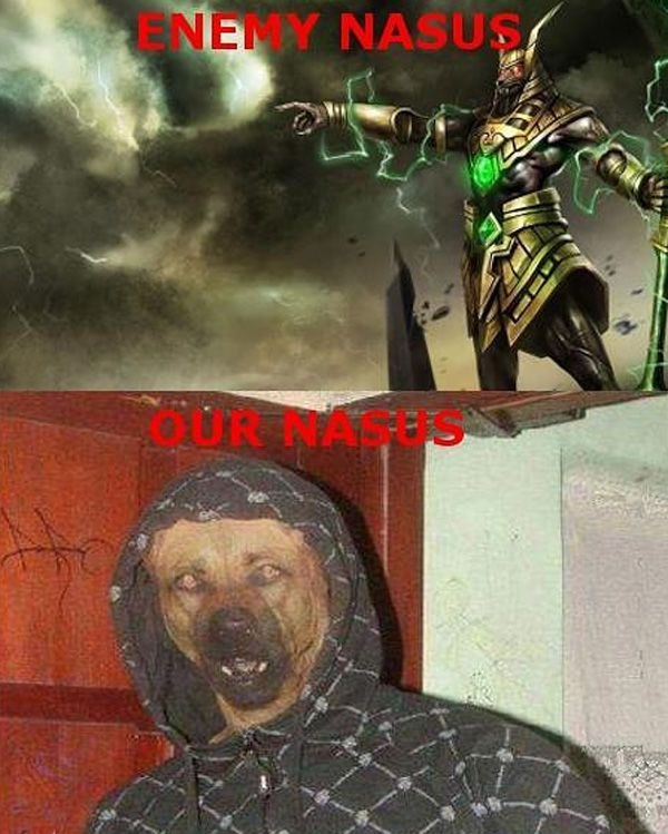 nasus